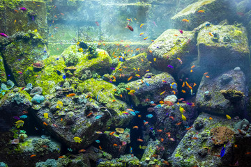 A lot of fish in a large decorative aquarium.