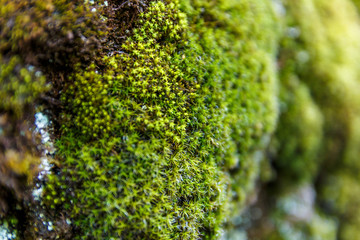 fresh green moss on the mountains