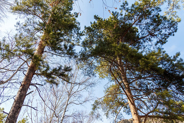 the high tops of the pine trees against the blue sky