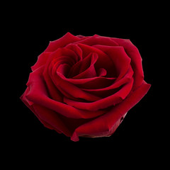 Dark red rose