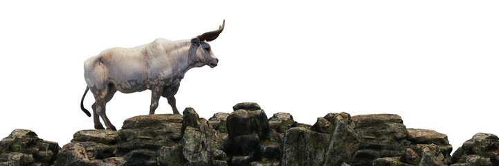 bull at sunset. 3d rendering