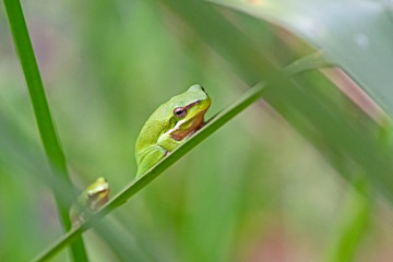 two dwarf tree frogs