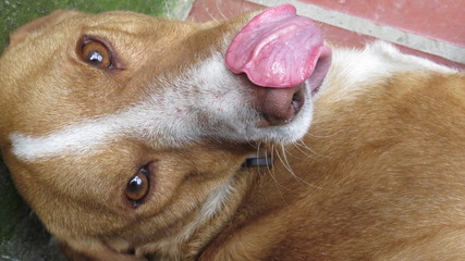 perro lengua