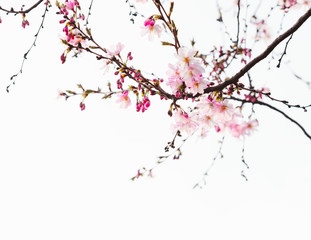 Branches with light pink flowers of Cherry blossoms (Sakura). Toned image.