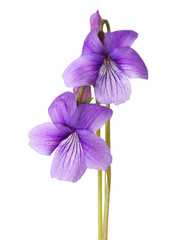 Two early spring flowers  ( Sweet Violet) isolated on white background.