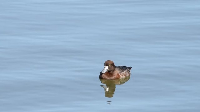 HD video of common goldeneye female duck swimming. An aggressive and territorial duck found in the lakes and rivers of boreal forests across Canada and the northern U.S.