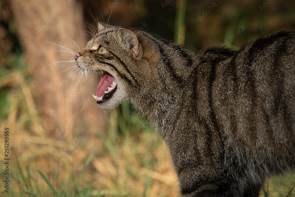 Aufkleber A close up side view portrait of a scottish wildcat facing to the left with its mouth open snarling and showing teeth