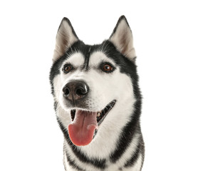 Adorable husky dog on white background