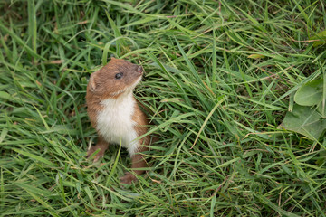 A stoat emerges from hiding in the grass, its head and front legs are in view as it looks around
