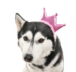 Adorable husky dog on white background