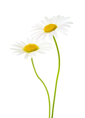 Two Chamomiles (Ox-Eye Daisy ) isolated on white background.