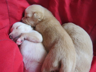 three puppy