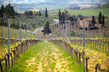 Fototapeta na wymiar vineyards in the hills of Tuscany