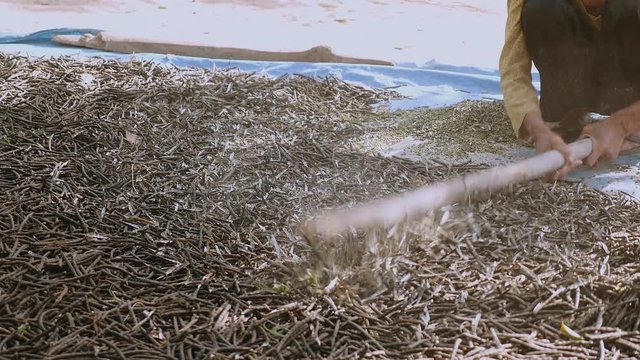 Manual crushing of dried beans with a wooden stick (close-up)