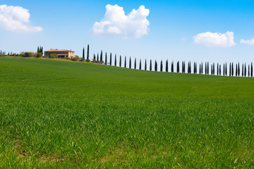 Obraz premium tuscany landscape with cypress alley