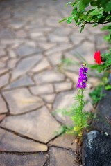 Violet tall flower in the courtyard tiled with wild stone