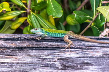 Turquoise and Green Lizard on a Wooden Rail Closeup