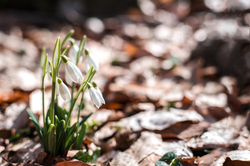 Snowdrops against old leaves in spring forest.
