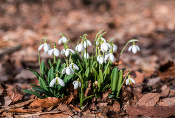 Snowdrops against old leaves in spring forest.