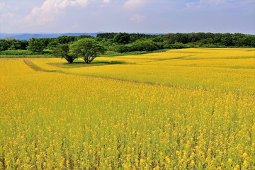 満開の菜の花畑