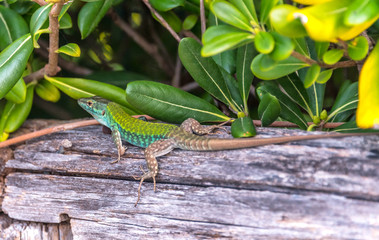 Turquoise and Green Lizard on a Wooden Rail Closeup