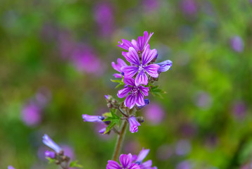 Obraz premium Purple Wildflowers on a Sunny Day in Italy