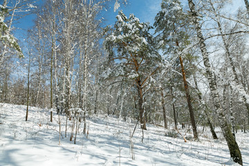 winter snow forest of Siberia, blue sky