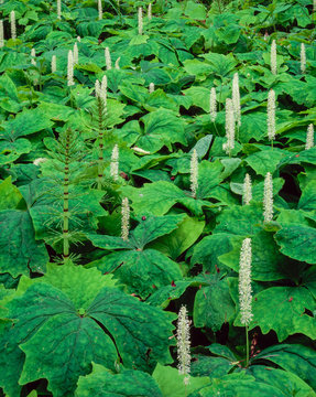 Upright Blooms - Vanillaleaf (Achlys triphylla) and Horsetails (Equisetum sp). Willamette Valley, Oregon.