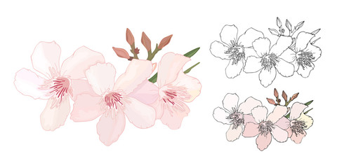 Set of Floral composition with branch of delicate pink and black and white blooming flowers, buds and leaves isolated on white background. Tropical flowers oleander, exotic Nerium. illustration