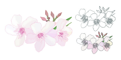 Set of Floral composition with branch of delicate pink and black and white blooming flowers, buds and leaves isolated on white background. Tropical flowers oleander, exotic Nerium. Vector illustration