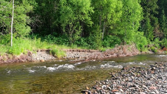 Forest  on the bank of river Koyard in  Siberia