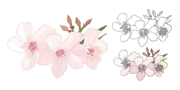 Set of Floral composition with branch of delicate pink and black and white blooming flowers, buds and leaves isolated on white background. Tropical flowers oleander, exotic Nerium. illustration