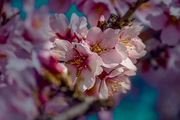 Branch of pink and white almond tree flowers in a natural background.