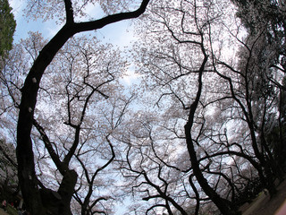 春・満開の桜木