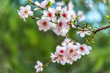 Obraz premium Fruit Tree Blossoms in Early Spring in Southern Italy