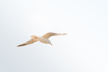 Seagull flying against sky with copy space