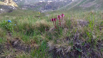 Colorful mountain flowers