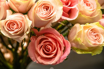 rose flowers for calendar and postcard