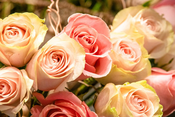 rose flowers for calendar and postcard