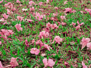 Close up Pink trumpet or Rosy trumpet (Tabebuia rosea) flowers fell on green grass.