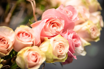 rose flowers for calendar and postcard