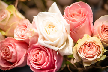 rose flowers for calendar and postcard