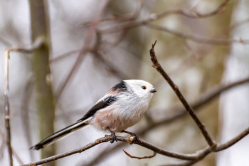 Long tailed tit