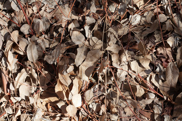 leaves