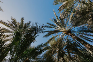 Fototapeta na wymiar Copy space of silhouette tropical palm tree with sun light - Image