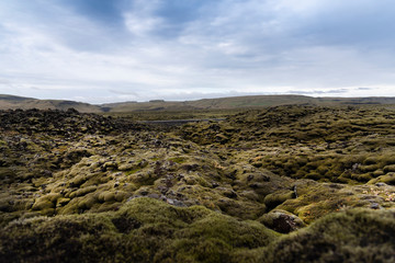 Very typical view of southern Iceland black rocky lava plains, covered by moss,lichens, bilberry and crowberry In the background can be seen the Highland volcanic mountains 