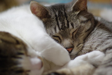 猫を枕に、寝る猫