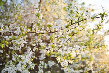 white blooming Apple tree close-up. The concept of spring