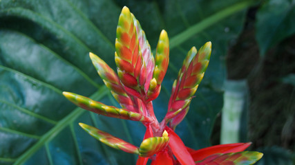 colourfull blossom in botanical garden