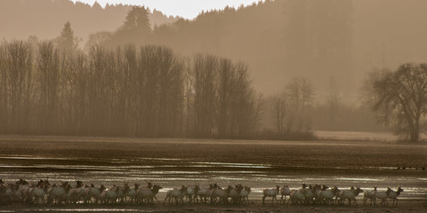 Elk at Dusk (Cervus elaphus). Finley National Wildlife Refuge, Willamette Valley, Oregon.